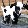 baby-goat-15
