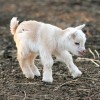 baby-goat-17