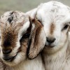 baby-goat-18