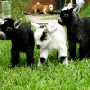baby-goat-19