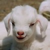 baby-goat-2