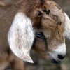 baby-goat-20