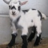baby-goat-3