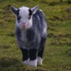 baby-goat-4