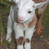 baby-goat-5