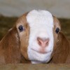 baby-goat-6