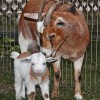 baby-goat-7