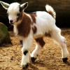 baby-goat-8