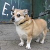 buddy the wonder dog (1)