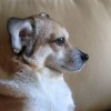 buddy the wonder dog (11)