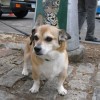 buddy the wonder dog (12)