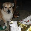 buddy the wonder dog (13)