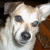 buddy the wonder dog (15)