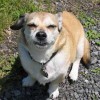 buddy the wonder dog (18)