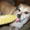 buddy the wonder dog (19)