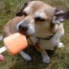 buddy the wonder dog (2)