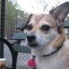 buddy the wonder dog (20)