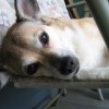 buddy the wonder dog (21)