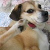 buddy the wonder dog (22)