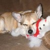 buddy the wonder dog (23)