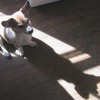 buddy the wonder dog (24)