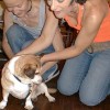 buddy the wonder dog (25)
