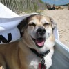 buddy the wonder dog (3)