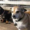 buddy the wonder dog (4)