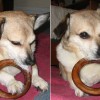 buddy the wonder dog (5)