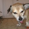buddy the wonder dog (6)