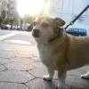 buddy the wonder dog (7)