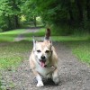 buddy the wonder dog (8)